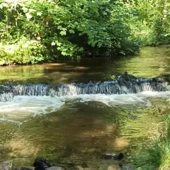 Szumy nad tanwią, gdzie woda spływa po kamieniach, otoczona bujną zielenią.
